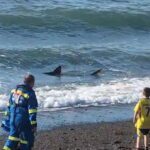 two-metre-shark-spotted-swimming-992570948_955c79.jpg