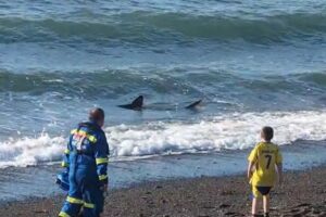 two-metre-shark-spotted-swimming-992570948_955c79.jpg